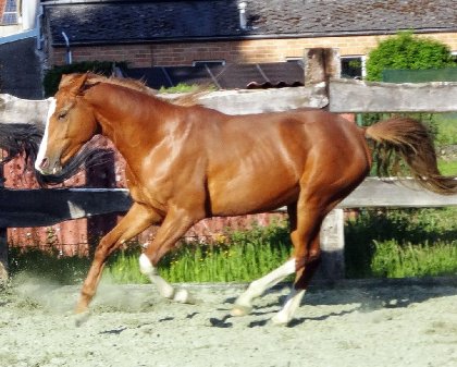 photo par Myhorsez
