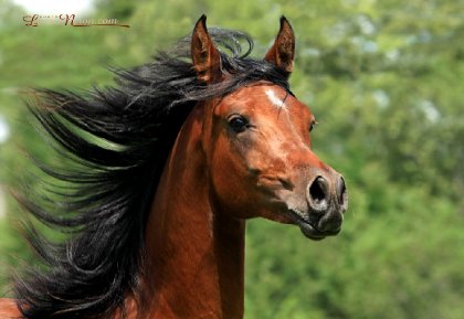 Paragon, 1 an, photographié par Laurie Néron!