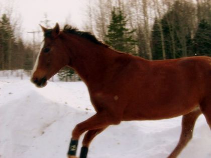 Jolly au galop...! :)