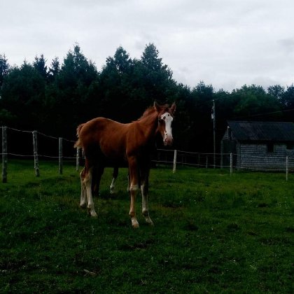 Mon petit bonhomme. Maintenant 2 mois et il mesure 13 mains :)...