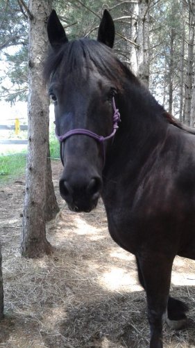 Shannie, ma Belle noire, en formation !