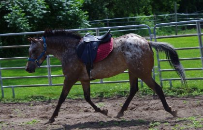 Il faut admettre qu'elle serait belle en dressage...