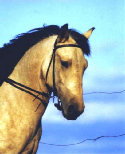 Amquist, le cheval d'une de mes amies :d