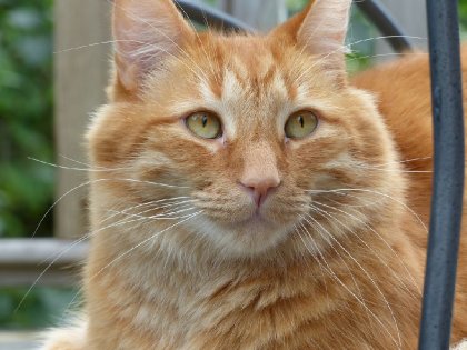 Mon petit tiger :)