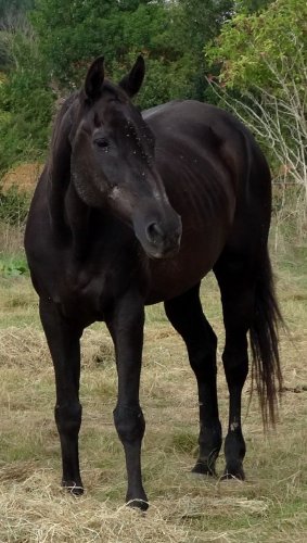 Le beau Max
