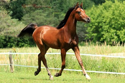 BB grandit vite, Paragon est déjà un superbe yearling. J'ai...