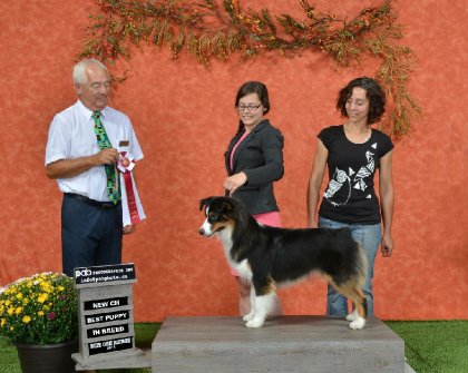 BPIG CH Oxalis Taïka Black Pearl PCD CGN est devenue championne...