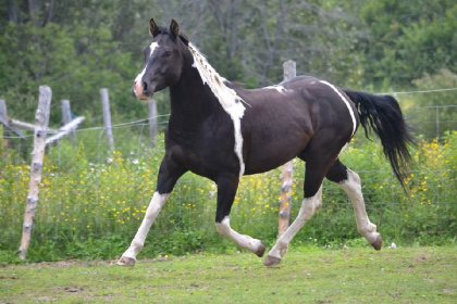Bradock, trot allongé!