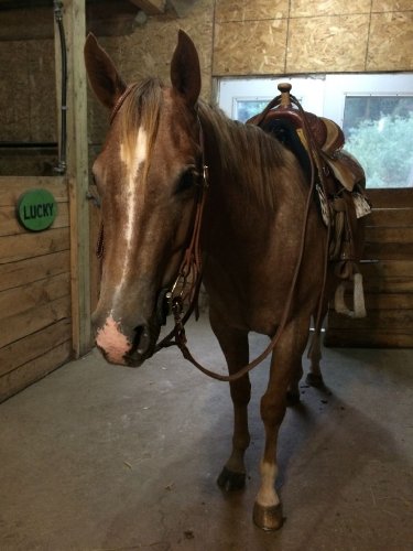 Mon nouveau poulain lucky sky 4 ans et demi :) 
