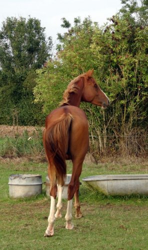 Jolie pose d'Horizon