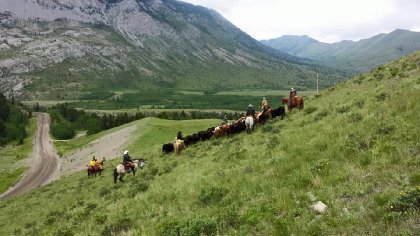 Cattle drive dans les rocheuses , superbe experience