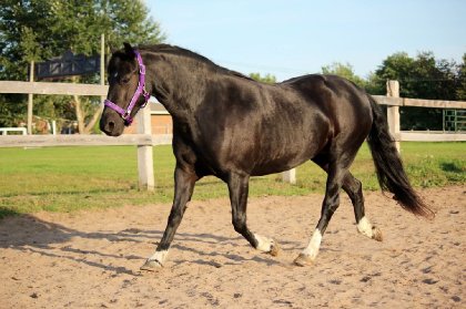 Notre belle ponette Rozalee