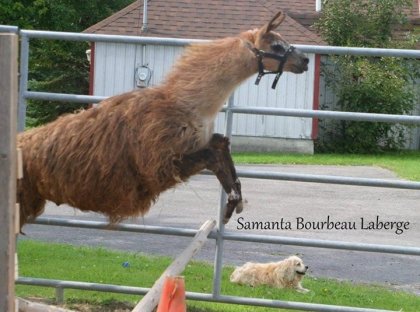 Mon lamas qui saute&#128514;