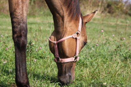 Ma belle pouliche(L)