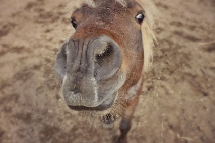 Le genre de poney qui veut toujours être le plus proche...