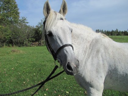 Aramis