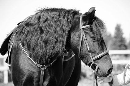 Rozalee notre nouvelle poney! 