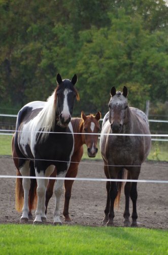 Mes trois juments : Myska, Tina et Beauty.