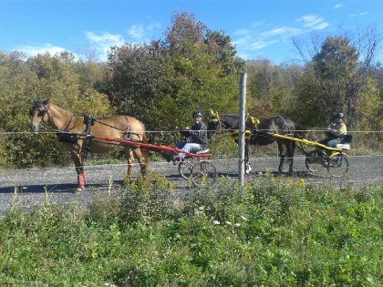 Nos deux belle guidounes en attelage