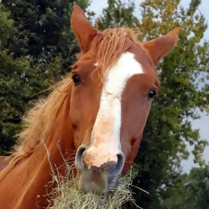 Le gros gourmand!