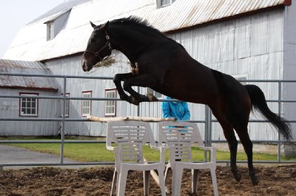 Oxer large 3 pied 3!