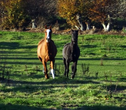 Horizon et Max