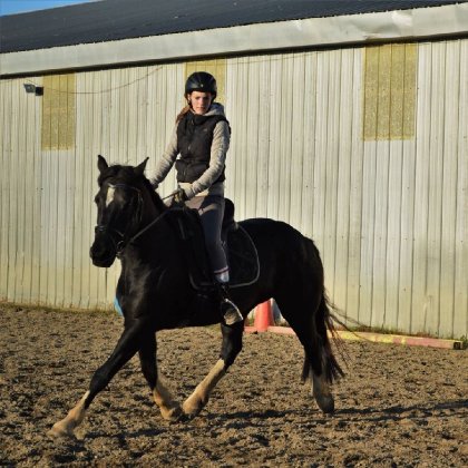 Pendant mon cour de dressage avec ma jument 9 novembre 2015