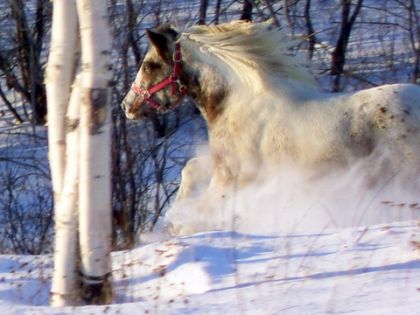 photo par Spidoo Spirit au tout début de l'hiver, pas besoin de vous dire qu'il...