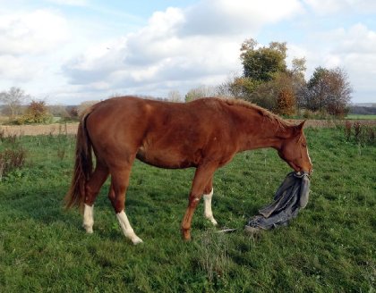 photo par Myhorsez