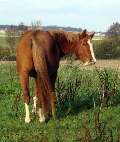 photo par Myhorsez