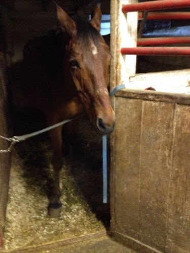 Speedy, mon cheval préferré! 