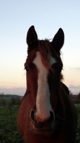 la belle bouille d'Horizon