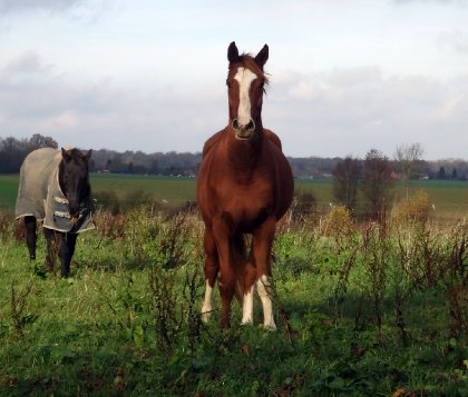 photo par Myhorsez