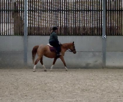 Reprise de l'équitation après plus de 5 ans d'arrêt. Que sa fait...