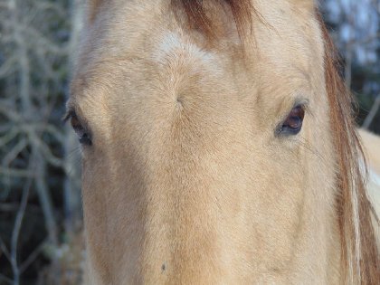 Le regard si doux de la belle Mapple<3 