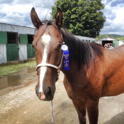 classe de showmanship qh enr. 2015