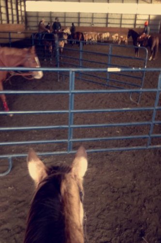 arena sorting avec mina 3 ans. 2015
