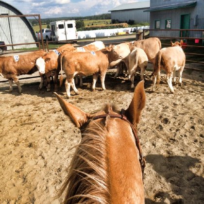 ranch sorting. 2015