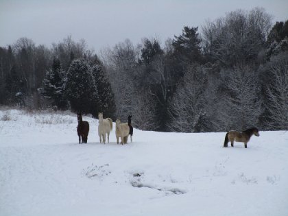 décor férique! Je déteste l'hiver, mais j'adore ces beaux...