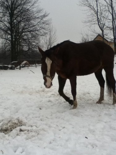 photo par Poney483