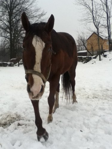 photo par Poney483