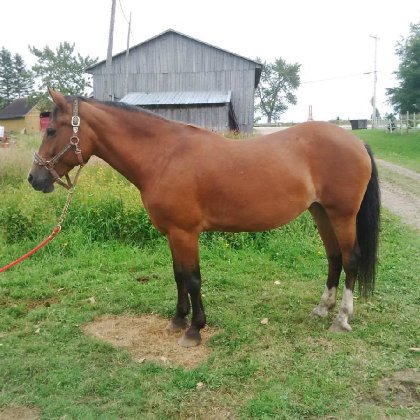 Kaisy  Qh x Arabe de 20 ans. Je m'ennuie de l'été ! 