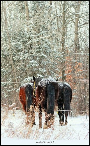 Trois chevaux enneigés vus d'en arrière