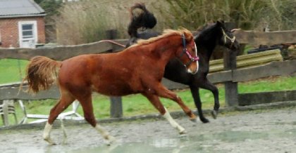 Horizon et Max en pleine course