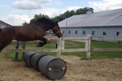 Ma belle Twinki qui fait du saut.