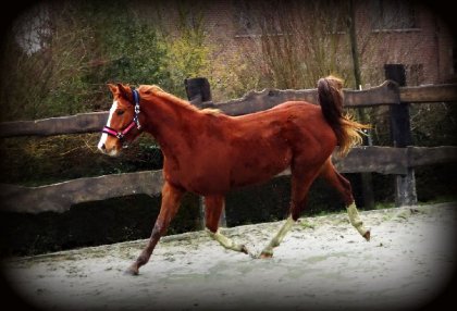 photo par Myhorsez