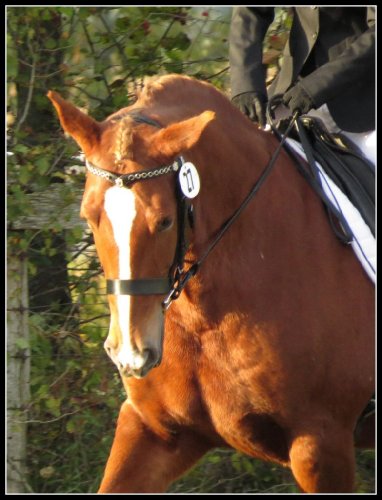 Brazile, dressage Fun Show de Napierville, 4 octobre 2015. :D 