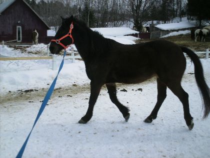 Mon gros pette ! Session de trot à la longe !
