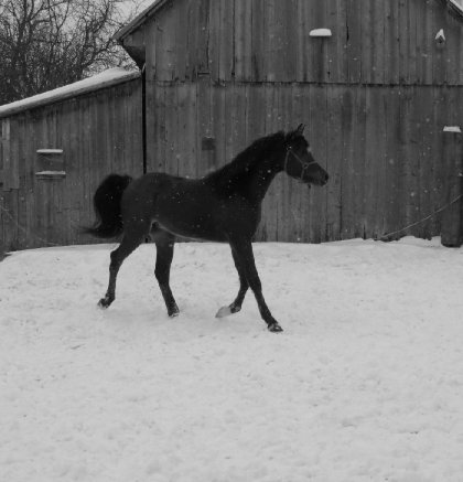 mon bb