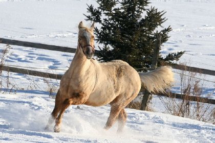 La belle Sakari